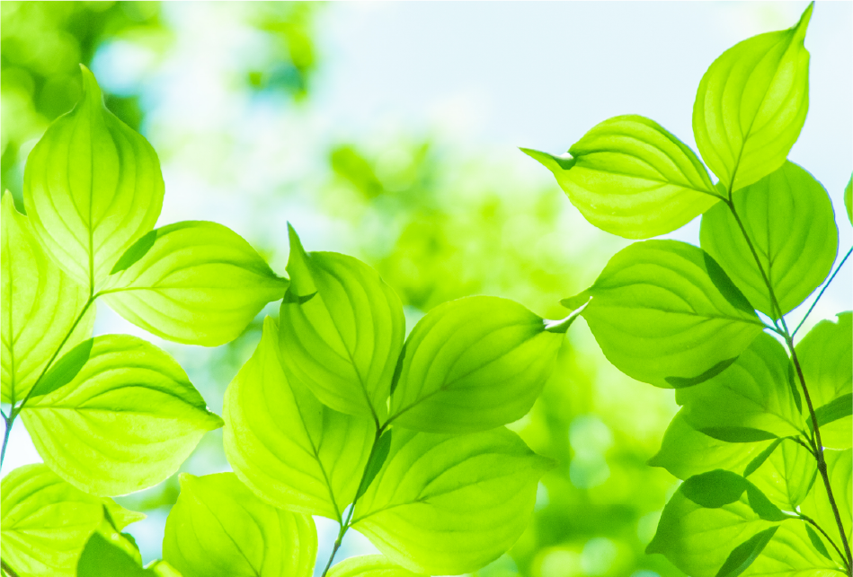 Supporting the Environment